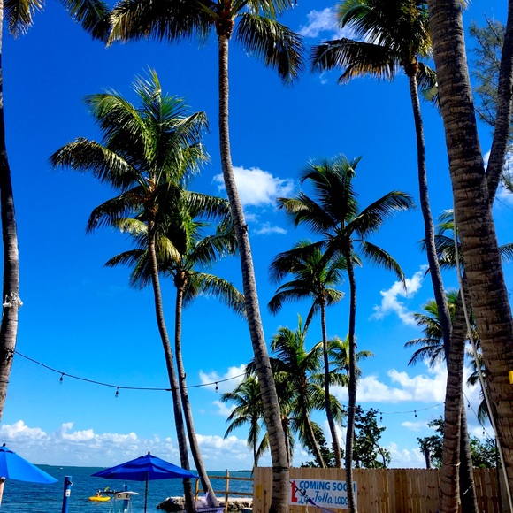 Meet your Posher, Ginger - Picture 1 of 1